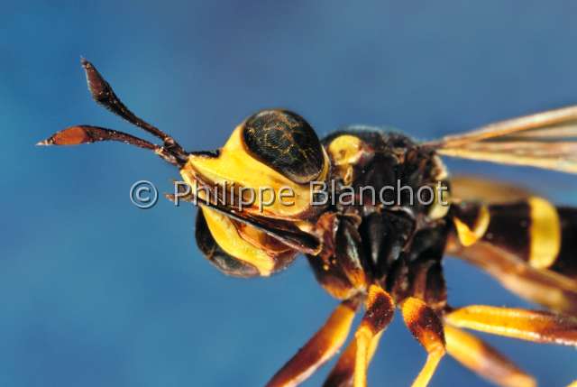 Conops flavipes.JPG - Conops flavipes (Portrait)MoucheConops flavipedeDipteraConopidaeFrance